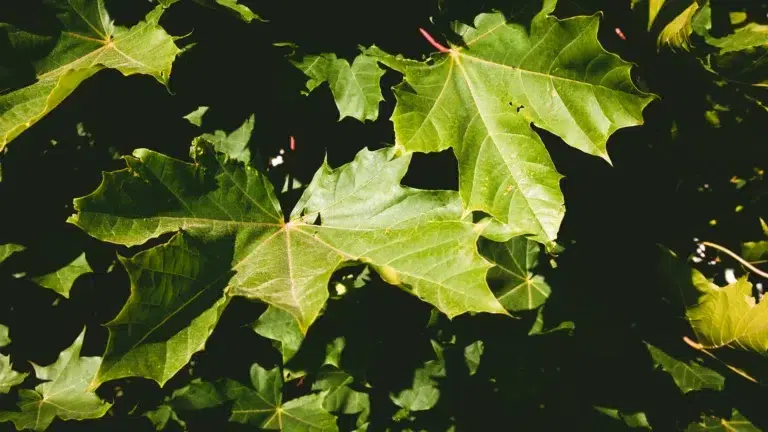 energia, liśc klonu, maple